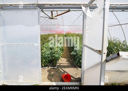 Öffnen Sie die Türen des Gewächshauses mit Tomaten. Der große Greenhou Stockfoto