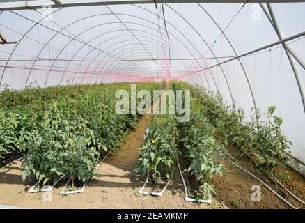 Tomaten im Gewächshaus. Gefesselte Tomaten in den Reihen der gr Stockfoto