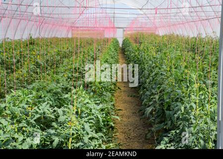 Tomaten im Gewächshaus. Gefesselte Tomaten in den Reihen der gr Stockfoto