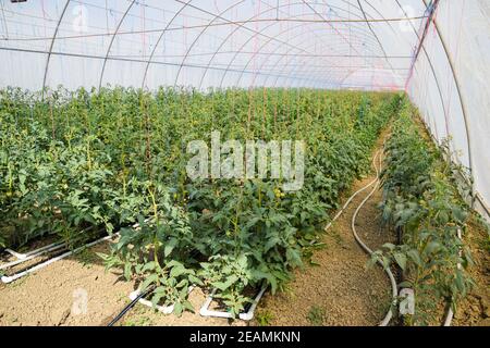 Tomaten im Gewächshaus. Gefesselte Tomaten in den Reihen der gr Stockfoto