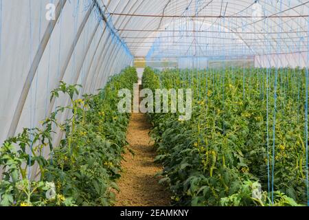 Tomaten im Gewächshaus. Gefesselte Tomaten in den Reihen der gr Stockfoto