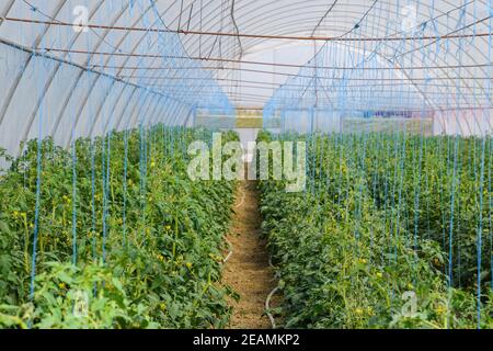 Tomaten im Gewächshaus. Gefesselte Tomaten in den Reihen der gr Stockfoto