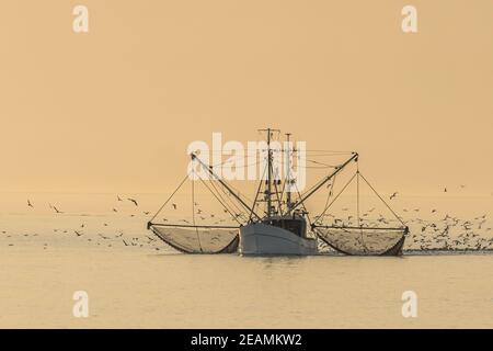 Fischtrawler auf der Nordsee mit Netzen und Schwarm von Möwen, Büsum, Nordsee, Schleswig-Holstein, Deutschland Stockfoto