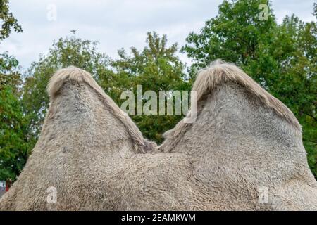 Zwei humped Camel im Stadtpark. Camel walking im Park Stockfoto