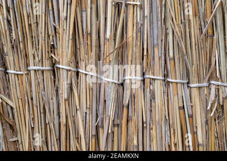 Zaun aus Schilf. Hintergrund Textur von Schilf Stockfoto