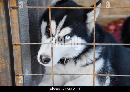 Husky Hund mit anderen Augen. Schwarz und weiß Husky. Braune und Blaue Augen Stockfoto