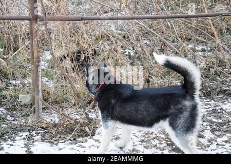 Junger Husky Hund, der an einem Zaun vom Gitter steht Stockfoto