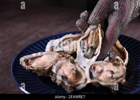 Blauer Teller mit offenen frischen Austern. Eine Hand mit Handschuhen legt eine Auster auf einen Teller. Nicht erkennbares Foto.Nahaufnahme. Stockfoto