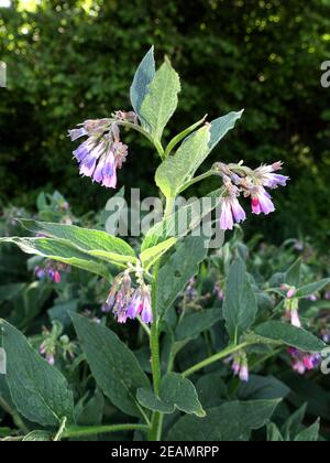 Gewöhnliche Beinwell oder echte Beinwell (Symphytum officinale), - blühende Pflanze Stockfoto