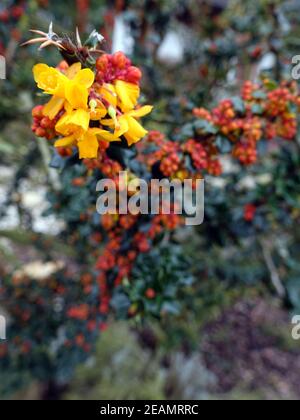 Gelbe Blüten der Berberis darwinii (Berberis darwinii) Stockfoto