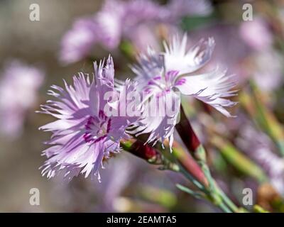 Zwei Blüten von Dianthus gefiederten Pinken in einem Garten Stockfoto