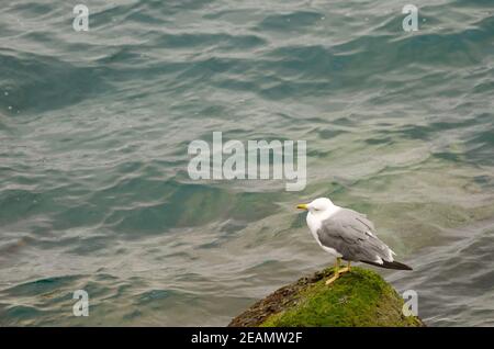 Gelbbeiner Möwe Larus michahellis atlantis auf einer Tetrapode. Stockfoto