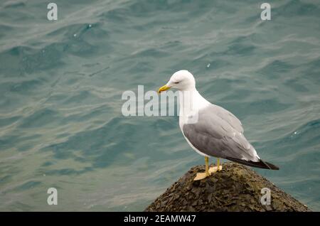 Gelbbeiner Möwe Larus michahellis atlantis auf einer Tetrapode. Stockfoto