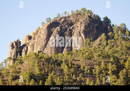 Morro de Pajonales und Wald der Kanarischen Insel Kiefer. Stockfoto