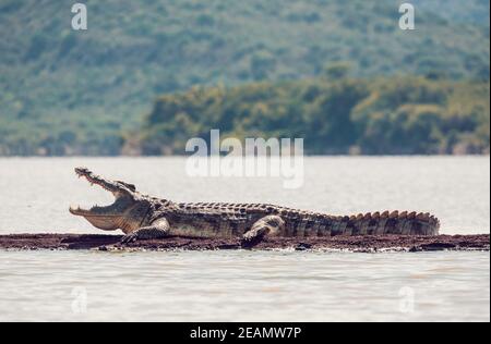 Große Nilkrokodile, Chamo See fällt Äthiopien Stockfoto