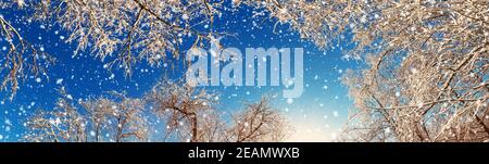 Branchen mit Schnee auf blauen Himmel Hintergrund Stockfoto