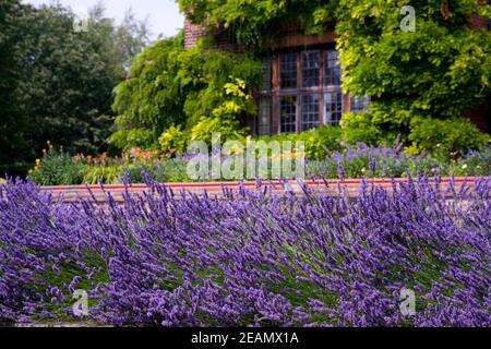 Lavendel wächst in einem Garten Grenze in einem Englisch Garten Stockfoto