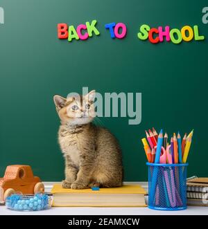 Kätzchen golden getickt britische Chinchilla gerade sitzt vorne Stockfoto