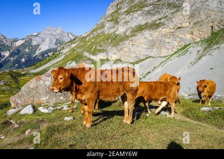 Kühe auf der Alm, Pralognan la Vanoise, Französische Alpen Stockfoto