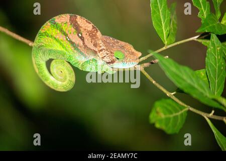 Buntes Chamäleon aus der Nähe im Regenwald Madagaskars Stockfoto
