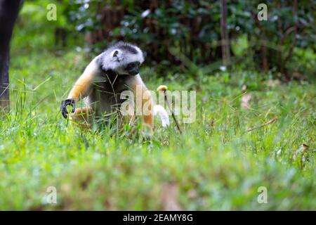 Ein diademed sifaka in seiner natürlichen Umgebung im Regenwald Auf der Insel Madagaskar Stockfoto