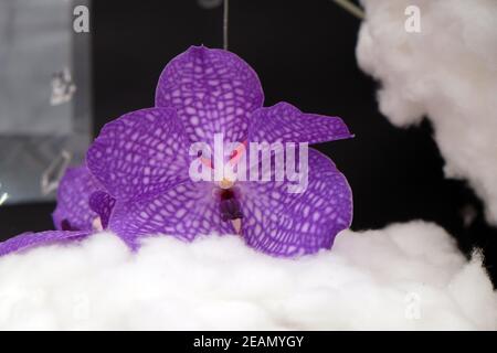 Blumen auf Floraart ausgestellt, 50 internationale Gartenausstellung in Zagreb, Kroatien Stockfoto