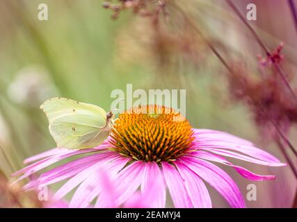 Gelber Schmetterling Aus Brimstone Stockfoto