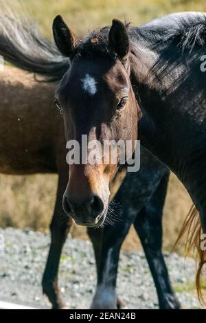 Ein Nahaufnahme Pferd. Porträt des Pferdes. Stockfoto