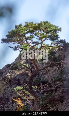 Die Berge und die Wälder Krim. Die Nadelbäume und die Laubbäume auf den Hügeln der Berge und der Felsen Stockfoto