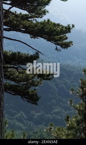 Die Berge und die Wälder Krim. Die Nadelbäume und die Laubbäume auf den Hügeln der Berge und der Felsen Stockfoto