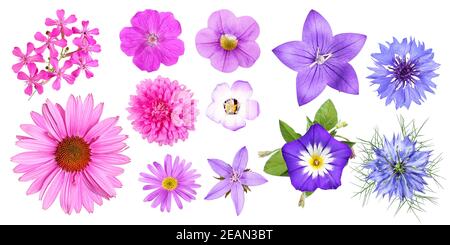 Gruppe von verschiedenen rosa, violetten und blauen Gartenblumen, isoliert Stockfoto