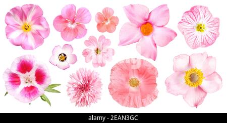 Gruppe von verschiedenen rosa Gartenblumen, isoliert Stockfoto