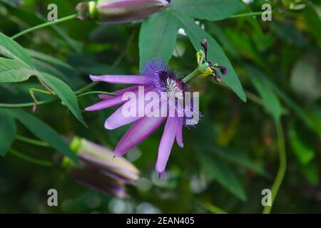 Die geöffnete Blume der Passionflower. Stockfoto