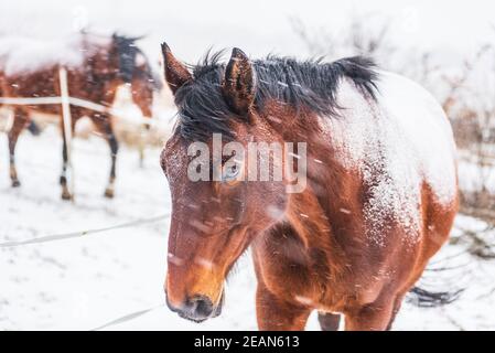 Ein Pferd im Fahrerlager an einem windigen Wintertag. Sichtbare Schneeflocken, Wind und Frost. Nahaufnahme der Augen und des Kopfes des Pferdes. Winterlandschaft am Pferd weit Stockfoto