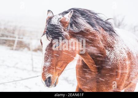 Ein Pferd im Fahrerlager an einem windigen Wintertag. Sichtbare Schneeflocken, Wind und Frost. Nahaufnahme der Augen und des Kopfes des Pferdes. Winterlandschaft am Pferd weit Stockfoto