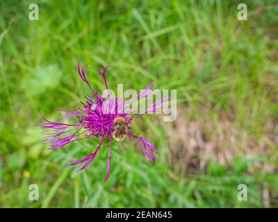 Eine Biene und drei kleine Fliegen auf einer Blüte Stockfoto