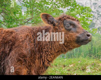 Ein braunes Kalb vor verschwommenem Hintergrund Stockfoto