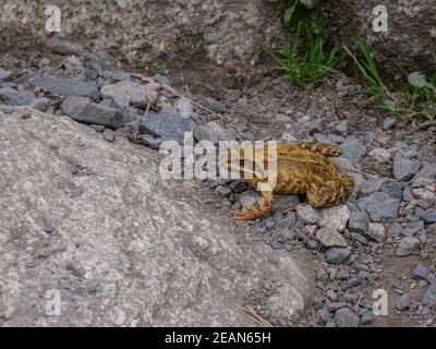 Ein Moorfrosch sitzt bewegungslos auf den Steinen Stockfoto