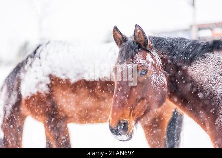 Ein Pferd im Fahrerlager an einem windigen Wintertag. Sichtbare Schneeflocken, Wind und Frost. Nahaufnahme der Augen und des Kopfes des Pferdes. Winterlandschaft am Pferd weit Stockfoto