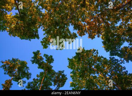 Platanus hispanica Baum auf blauem Hintergrund Stockfoto