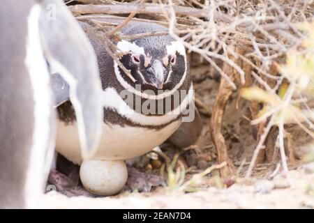 Magellanic Pinguin brütet Ei. Punta Tombo Pinguin Kolonie, Patagonien Stockfoto