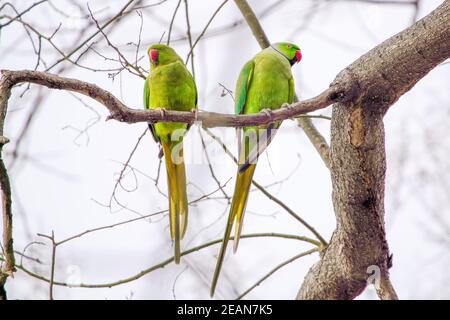 Große grüne Papageien auf einem Ast Stockfoto