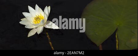 Breite Aufnahme einer vollständig blühenden Lotusblume auf einem Dunkler Hintergrund Stockfoto