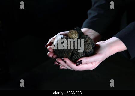 Schwarze Trüffel in den Händen einer Frau. Foto auf schwarzem Hintergrund. Die Saison der Trüffel. Natürliche Proteine und ein Antioxidans. Nicht erkennbare Person. Nur Hand. Stockfoto