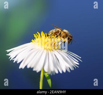 Bienen sammeln Nektar bei einer weißen Asterblüte Stockfoto