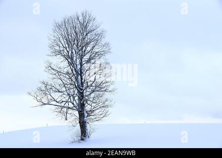 Verschneite Landschaft mit zwei Bäumen im Winter in Bayern Stockfoto