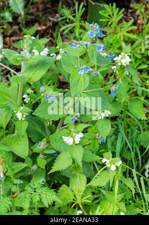 Die blauen Blüten von Green Alkanet (Pentaglottis sempervirens) und die weißen Blüten einer White Dead Nettle (Lamium Album), England, UK Stockfoto