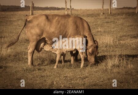 Saug Kuh mit einem Saug Kalb auf einer Wiese in der Eifel. Stockfoto