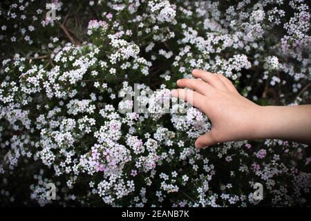 Detail der Hand des Kindes berühren winzige weiße Frühlingsblüten von diosma hirsuta draußen in der Natur. Kind, das die natürliche Welt erkundet. Federkonzept Stockfoto