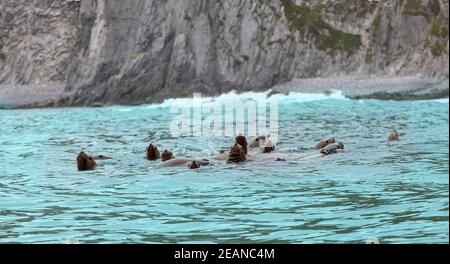 Rookery Steller Seelöwen. Insel im Pazifischen Ozean in der Nähe von Kamtschatka. Stockfoto